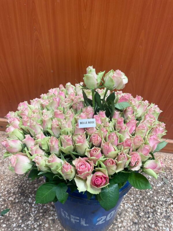 Belle Rose