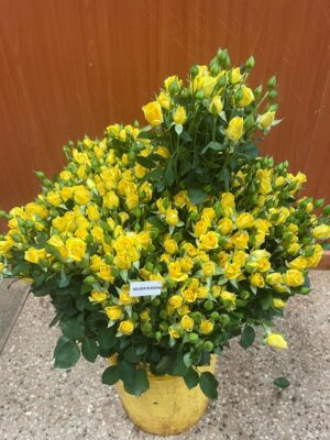 Golden Blossom