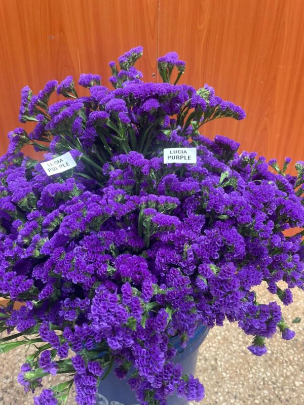Lucia Purple