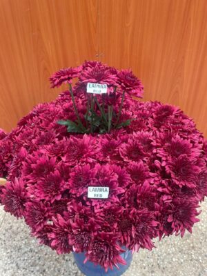 Lamira Red