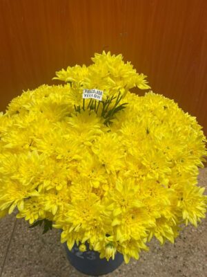 Pinacolada Yellow